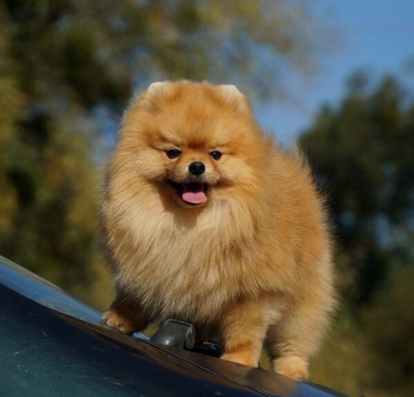 Milos Pomeranian