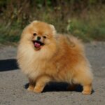 Milos-male-Pomeranian puppy-for-sale-5