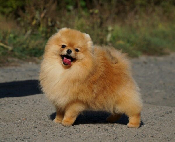 Milos Pomeranian