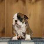 Minna-female-English-Bulldog-puppy-for-sale-1