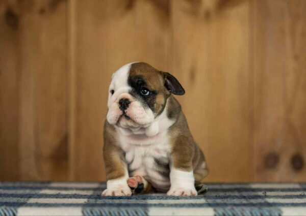 Minna English Bulldog