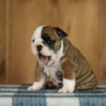 Minna-female-English-Bulldog-puppy-for-sale-2