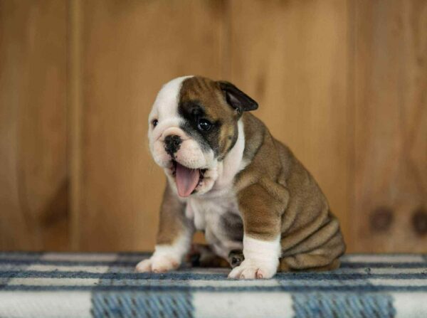 Minna English Bulldog