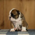 Minna-female-English-Bulldog-puppy-for-sale-3