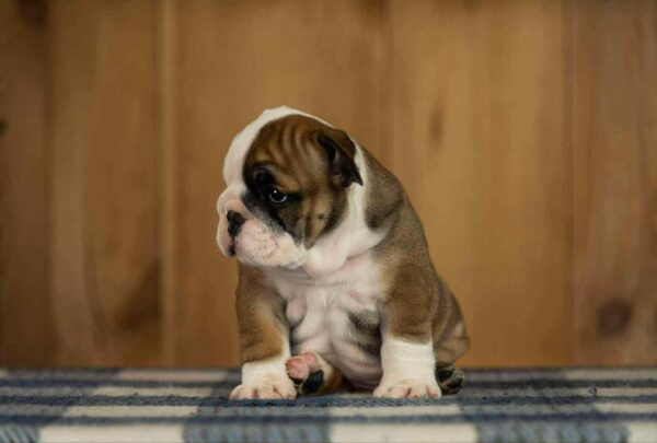 Minna English Bulldog