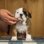 Minna-female-English-Bulldog-puppy-for-sale-4
