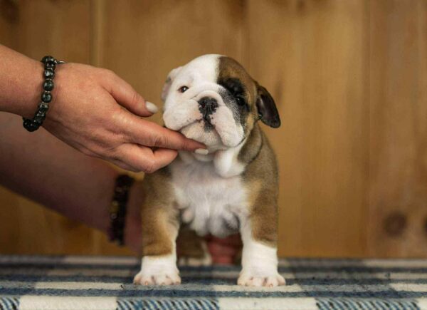 Minna English Bulldog