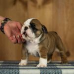 Minna-female-English-Bulldog-puppy-for-sale-5