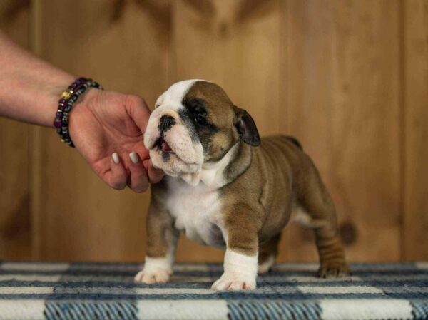 Minna English Bulldog