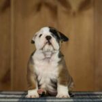 Minna-female-English-Bulldog-puppy-for-sale-6