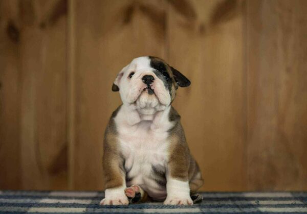 Minna English Bulldog