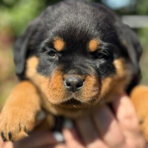 Minsa Rottweiler