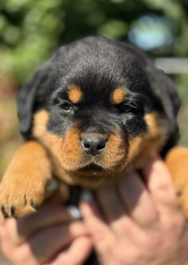 Minsa Rottweiler