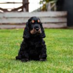 Archie English Cocker Spaniel