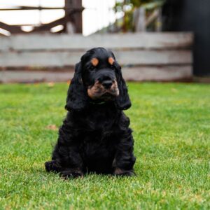 Minton English Cocker Spaniel