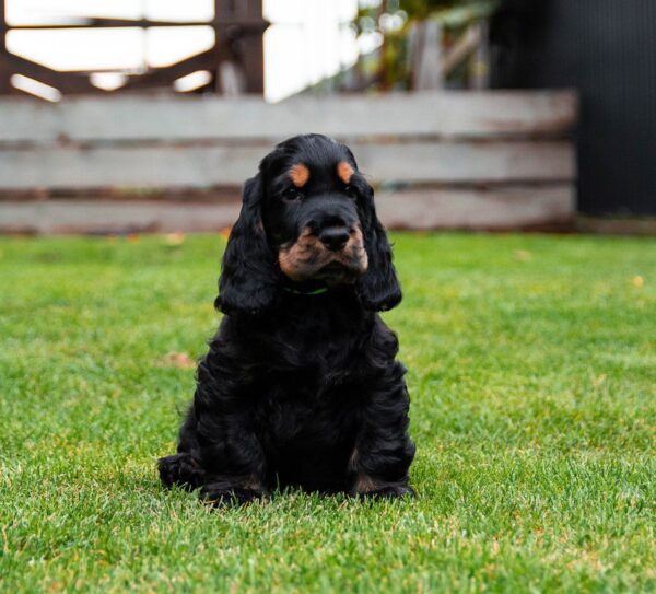 Minton English Cocker Spaniel