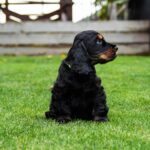 Minton-male-English-Cocker-Spaniel-puppy-for-sale-2