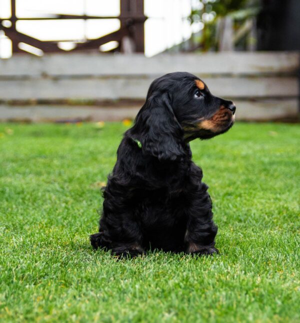 Minton English Cocker Spaniel
