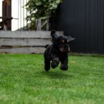 Minton-male-English-Cocker-Spaniel-puppy-for-sale-3