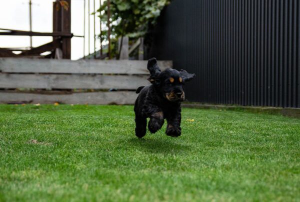 Minton English Cocker Spaniel