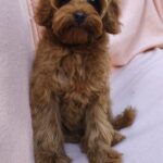 Missa-female-Maltipoo-puppy-for-sale-