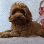Missa-female-Maltipoo-puppy-for-sale-1