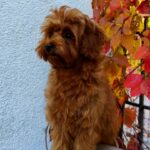 Missa-female-Maltipoo-puppy-for-sale-2