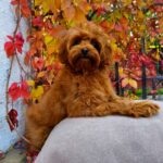 Missa-female-Maltipoo-puppy-for-sale-5