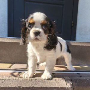 Monty Cavalier King Charles Spaniel