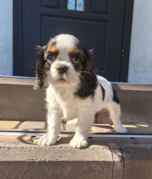 Monty Cavalier King Charles Spaniel
