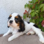 Monty-male-Cavalier-King-Charles-Spaniel-puppy-for-sale-1 (2)