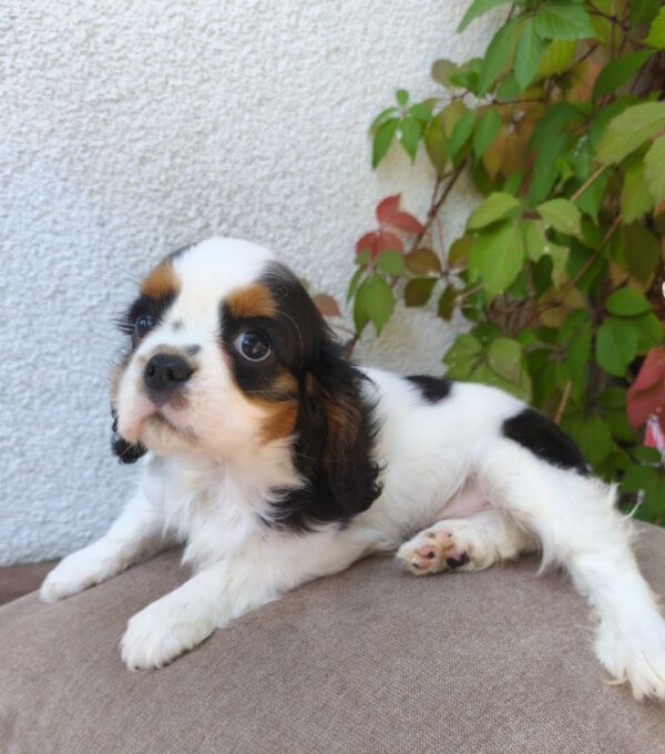 Monty Cavalier King Charles Spaniel