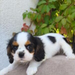 Monty-male-Cavalier-King-Charles-Spaniel-puppy-for-sale-1 (3)