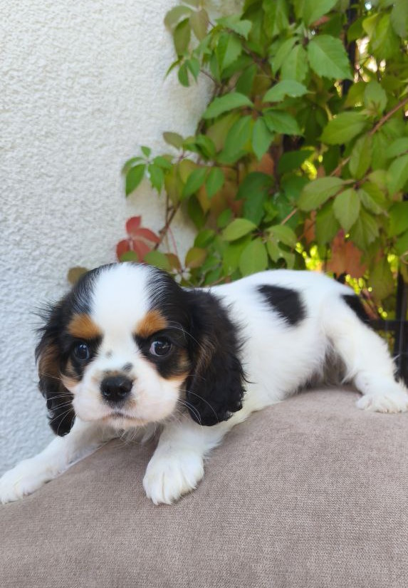 Monty Cavalier King Charles Spaniel