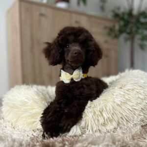 Mr Chino Toy Poodle