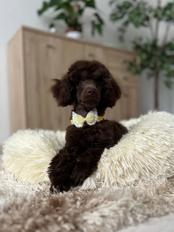 Mr Chino Toy Poodle
