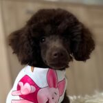 Mr Chino-male-toy-poodle-puppy-for-sale- (10)
