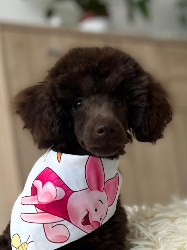 Mr Chino Toy Poodle