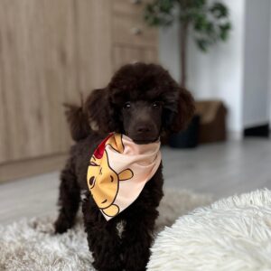 Mr Chino Toy Poodle