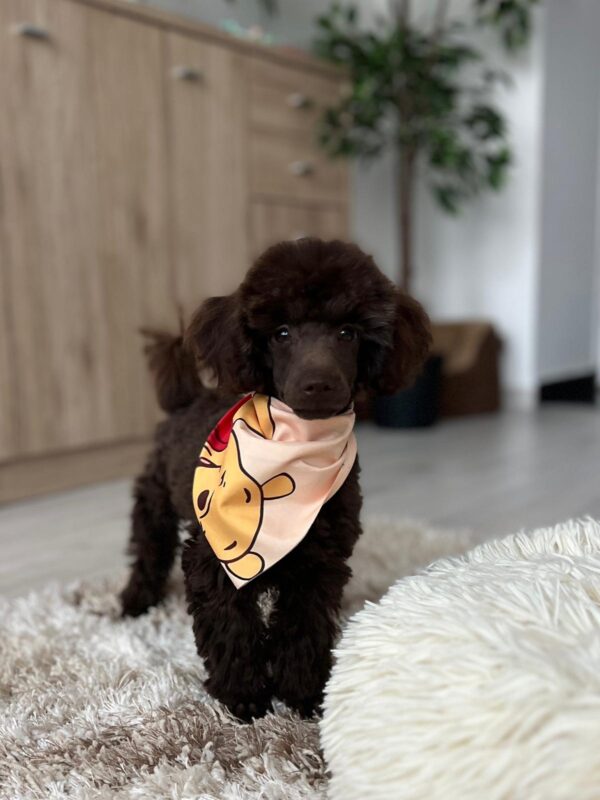 Mr Chino Toy Poodle