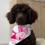 Mr Chino-male-toy-poodle-puppy-for-sale- (3)