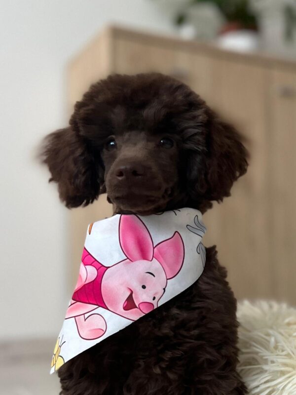 Mr Chino Toy Poodle