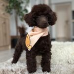 Mr Chino-male-toy-poodle-puppy-for-sale- (4)