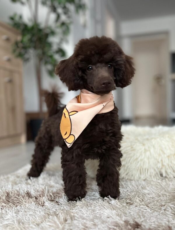 Mr Chino Toy Poodle