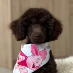 Mr Chino-male-toy-poodle-puppy-for-sale- (5)