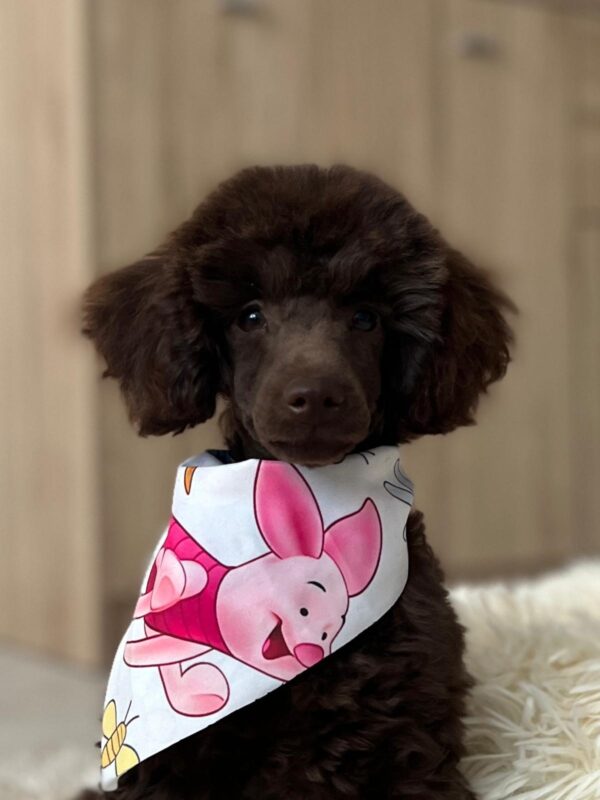 Mr Chino Toy Poodle