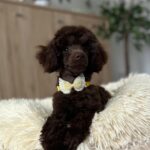 Mr Chino-male-toy-poodle-puppy-for-sale- (6)