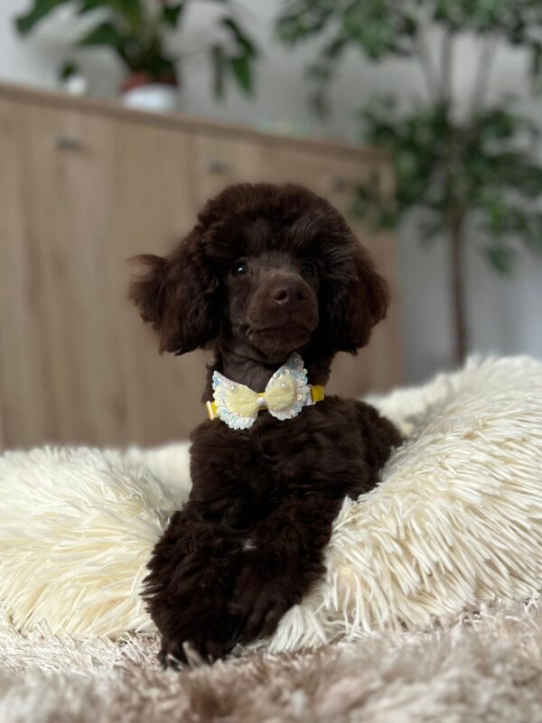 Mr Chino Toy Poodle