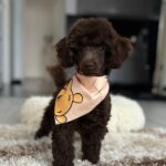 Mr Chino-male-toy-poodle-puppy-for-sale- (7)