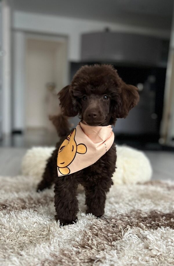 Mr Chino Toy Poodle